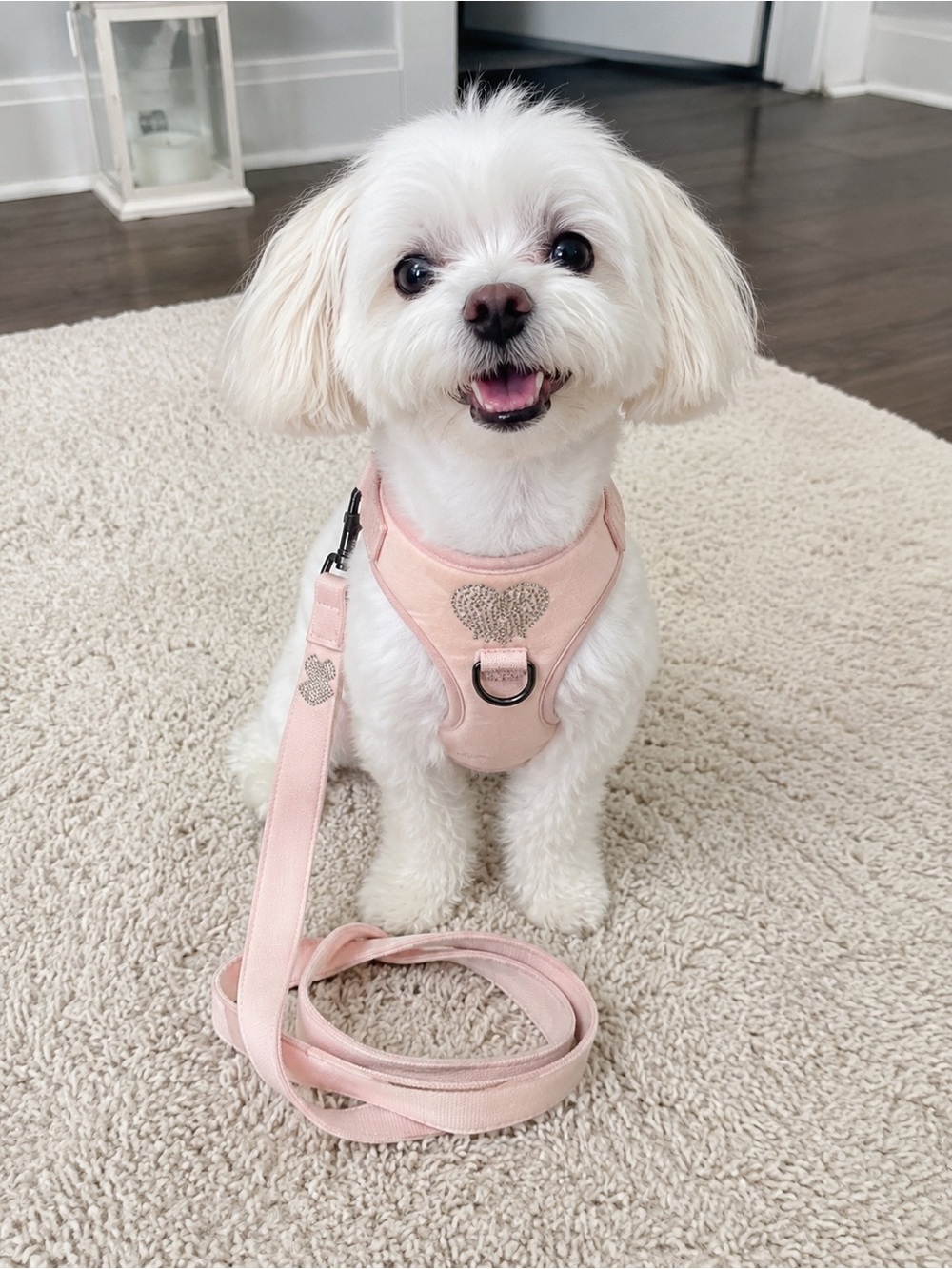 Juicy Couture Light Pink Velvet Dog Harness & Leash Set with Rhinestone Details